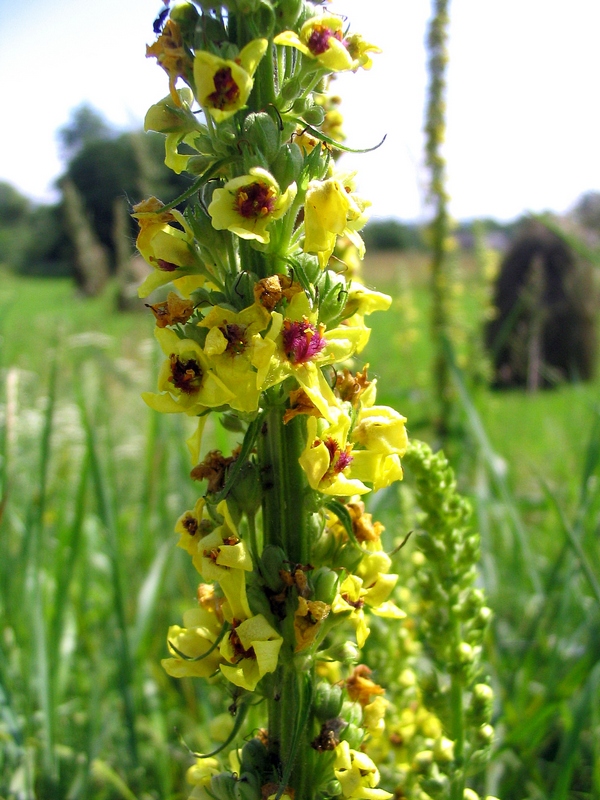 Изображение особи Verbascum nigrum.