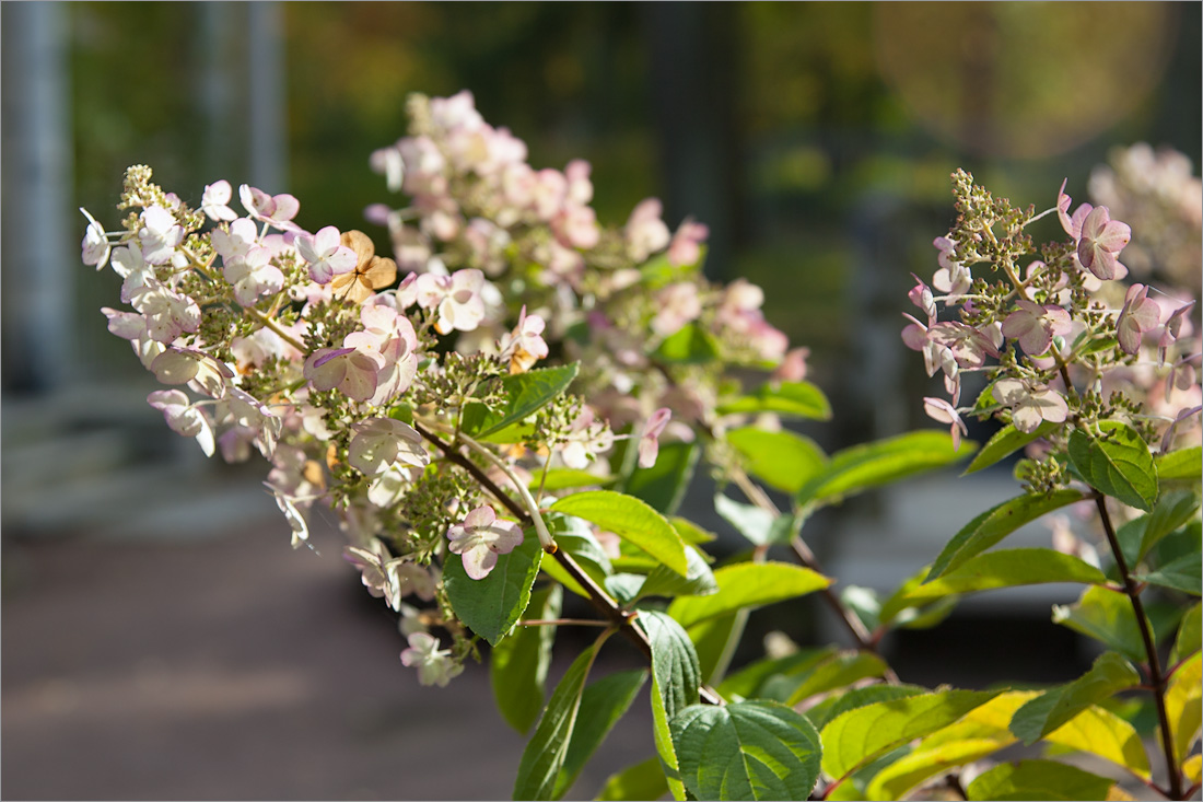 Image of Hydrangea paniculata specimen.