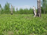 Convallaria majalis