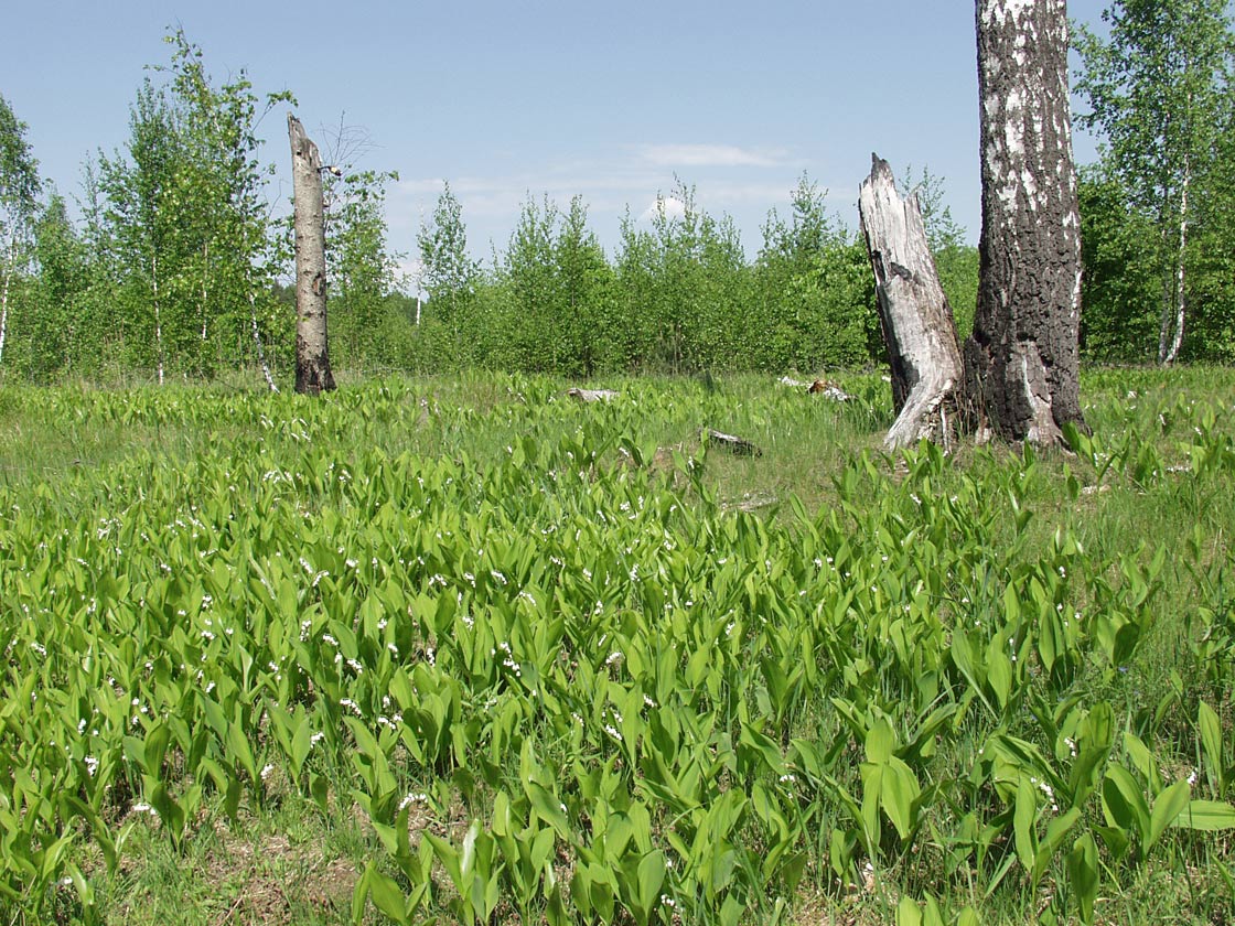 Изображение особи Convallaria majalis.