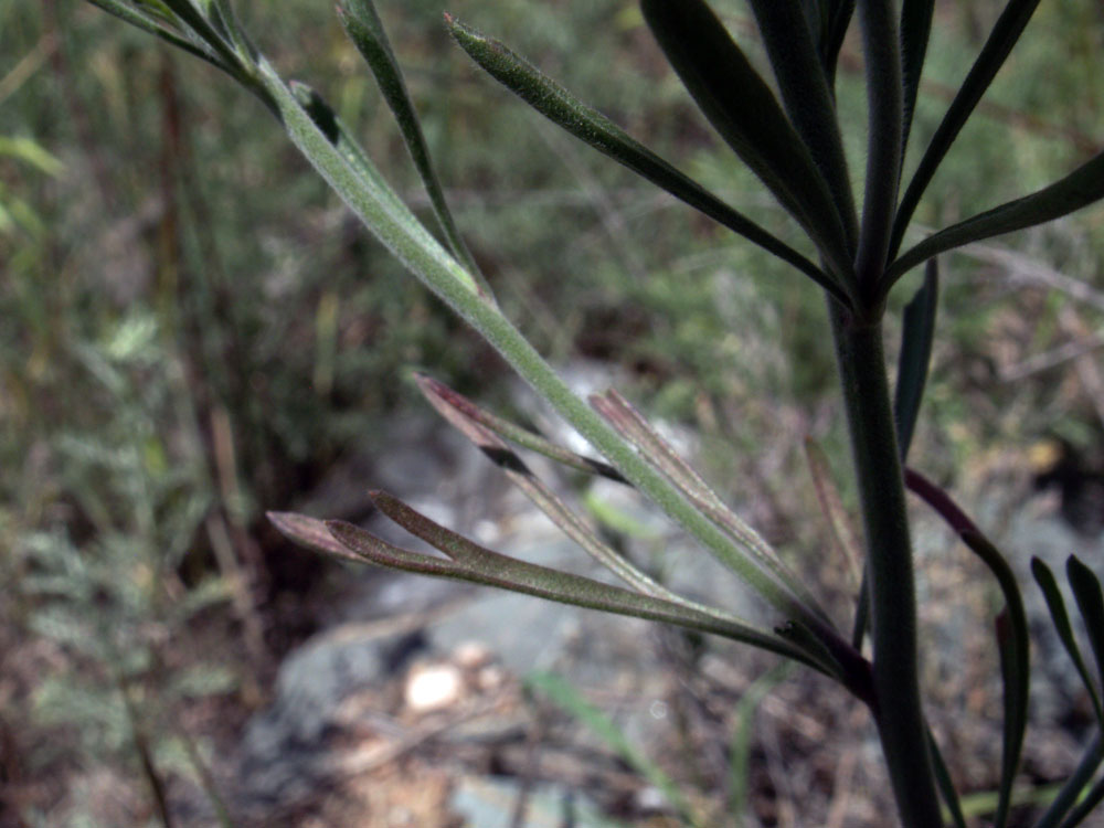 Image of Delphinium rugulosum specimen.