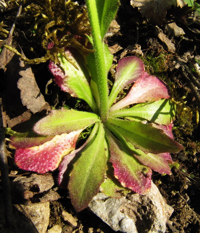 Изображение особи Arabis borealis.