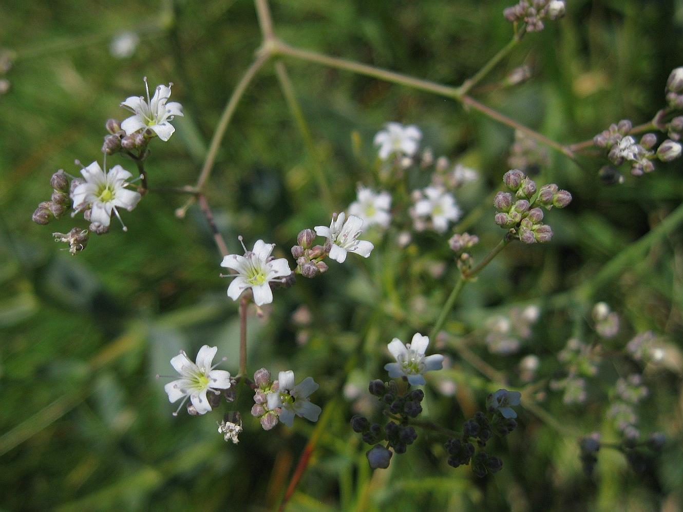 Image of Gypsophila anatolica specimen.