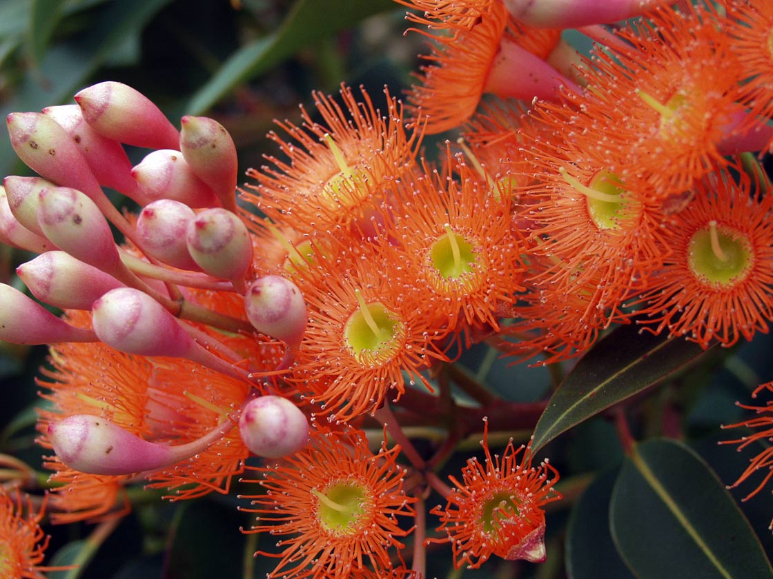 Image of Corymbia ficifolia specimen.