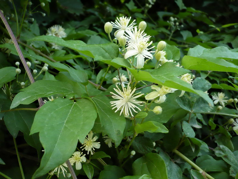 Image of Clematis vitalba specimen.