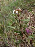 Arabidopsis arenosa