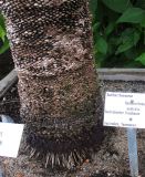 Xanthorrhoea australis