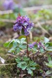 Corydalis solida. Цветущее растение. Санкт-Петербург, Петергоф, парк \"Александрия\". 13.04.2014.