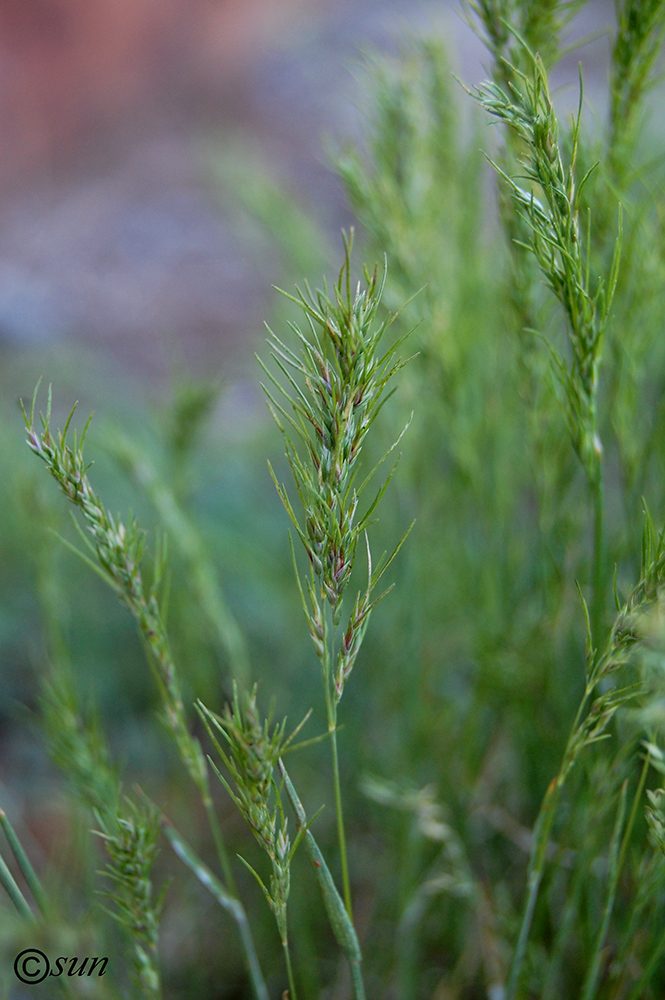 Изображение особи Poa bulbosa ssp. vivipara.