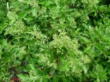 Pyracantha coccinea