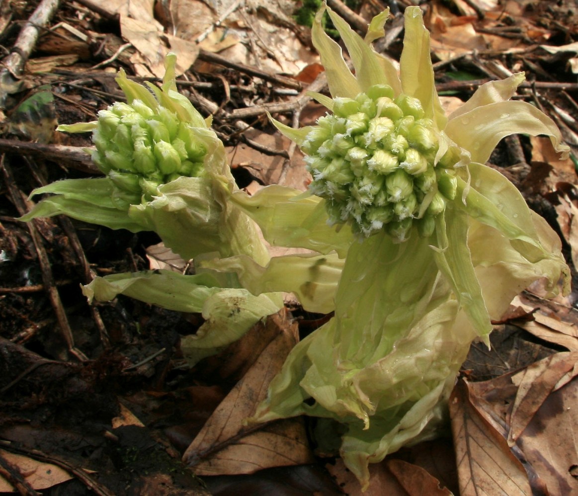 Изображение особи Petasites albus.