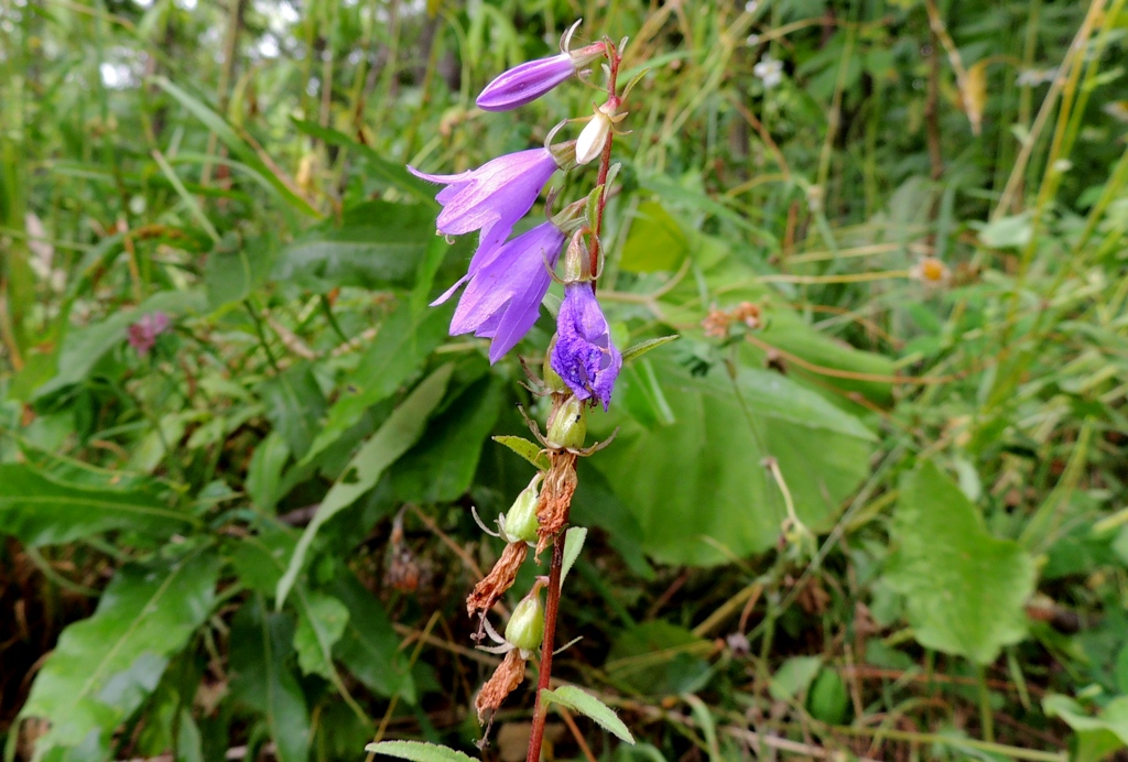 Изображение особи Campanula rapunculoides.