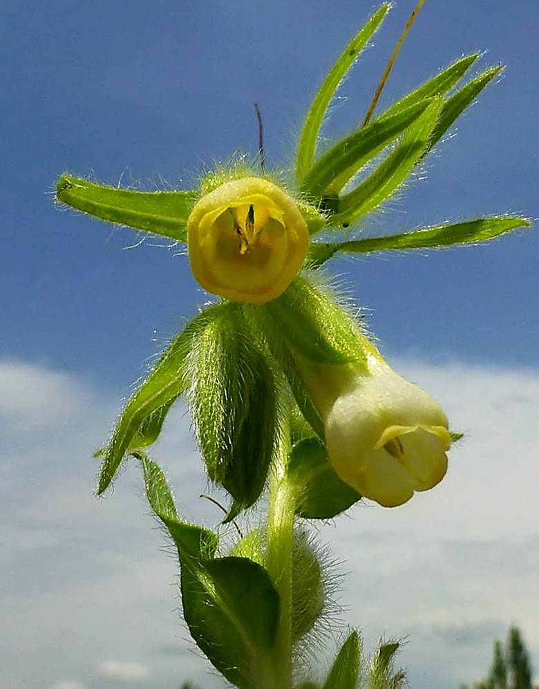 Image of Onosma microcarpa specimen.