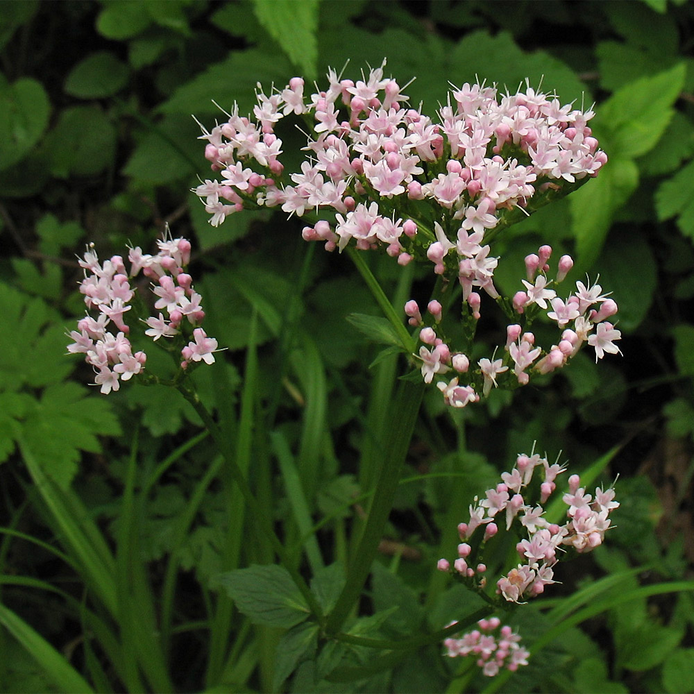 Изображение особи Valeriana tripteris.