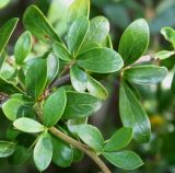 Berberis hakeoides. Молодые побеги. Германия, г. Дюссельдорф, Ботанический сад университета. 04.05.2014.