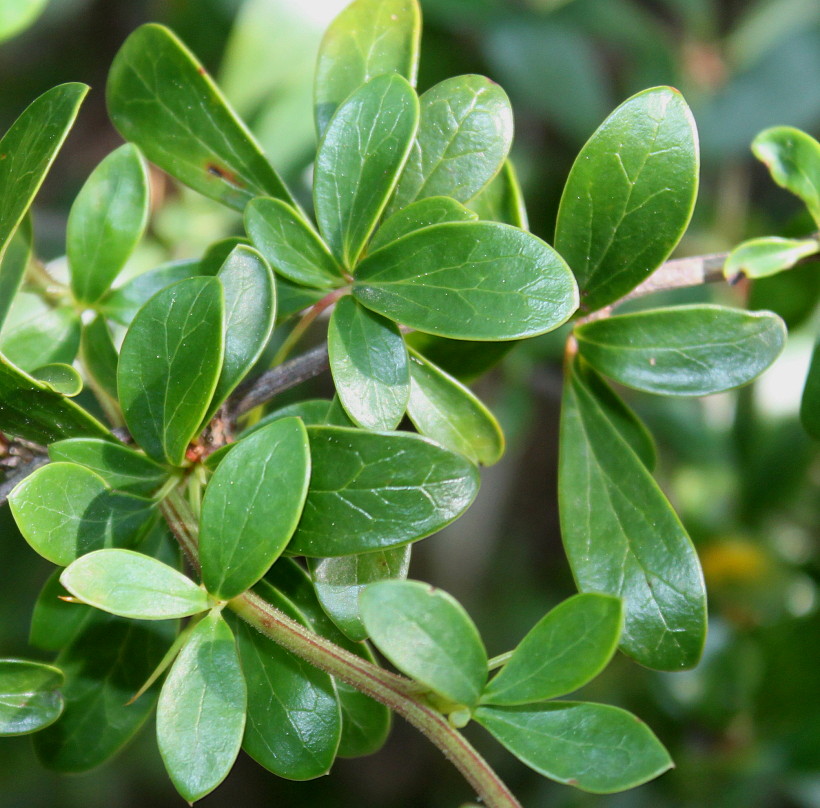 Изображение особи Berberis hakeoides.