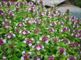 Thymus pulegioides. Цветущее растение. Удмуртия, г. Ижевск, Ботанический сад Удмуртского госуниверситета. 10.07.2009.