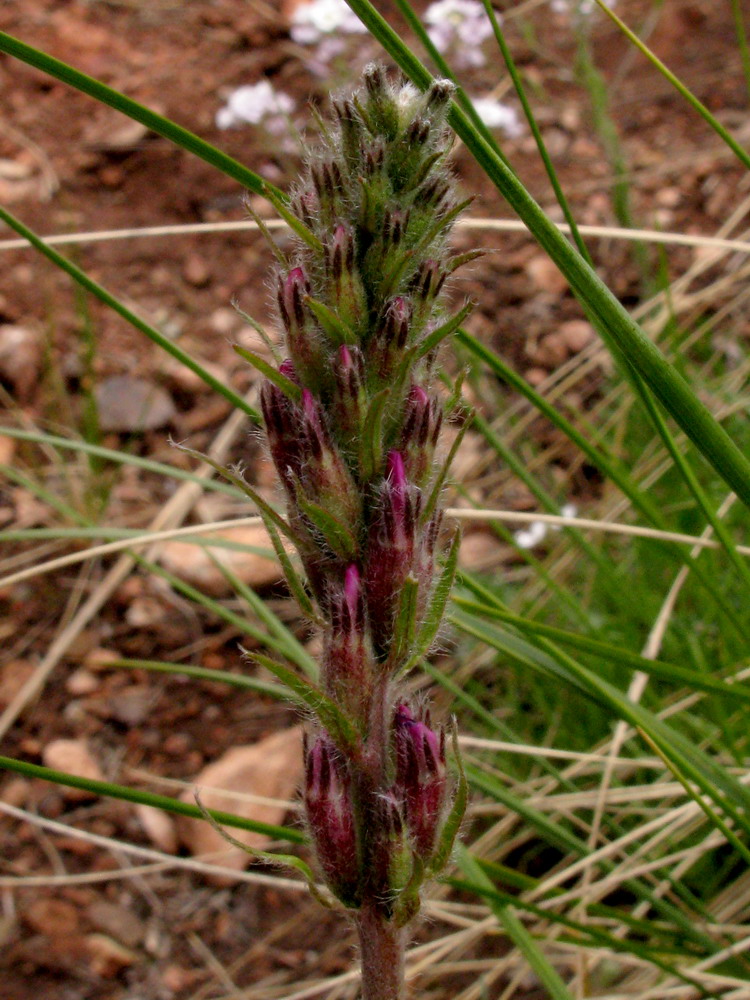 Image of Oxytropis ammophila specimen.