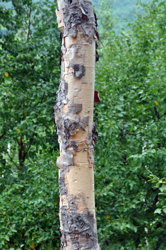 Image of Betula costata specimen.