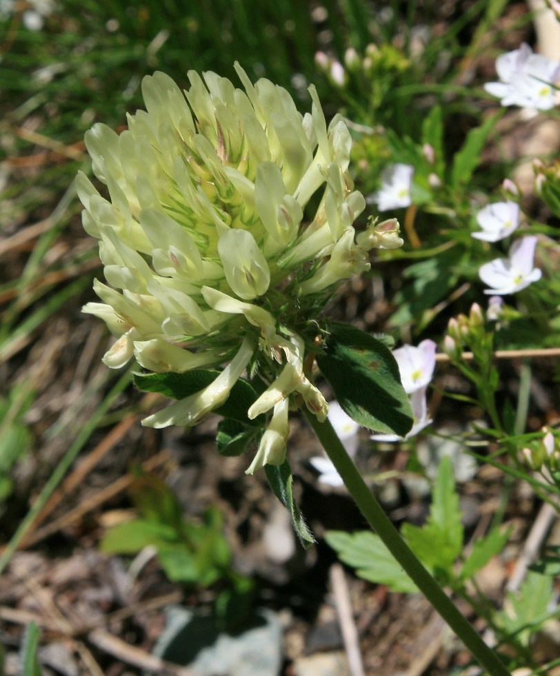 Image of Trifolium trichocephalum specimen.