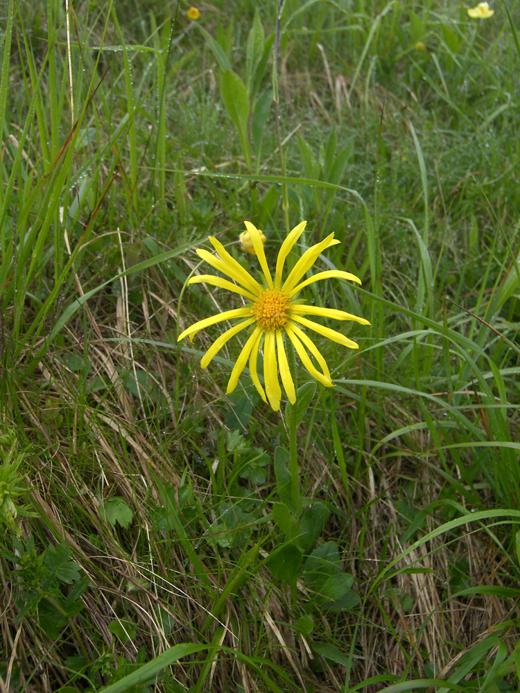 Изображение особи Doronicum oblongifolium.