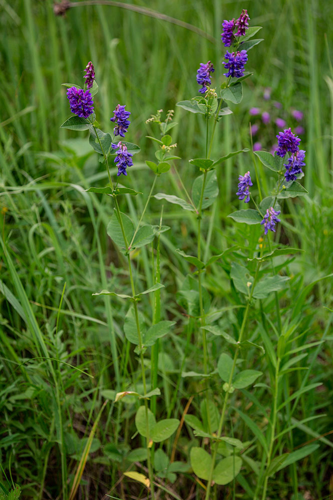 Image of Vicia unijuga specimen.