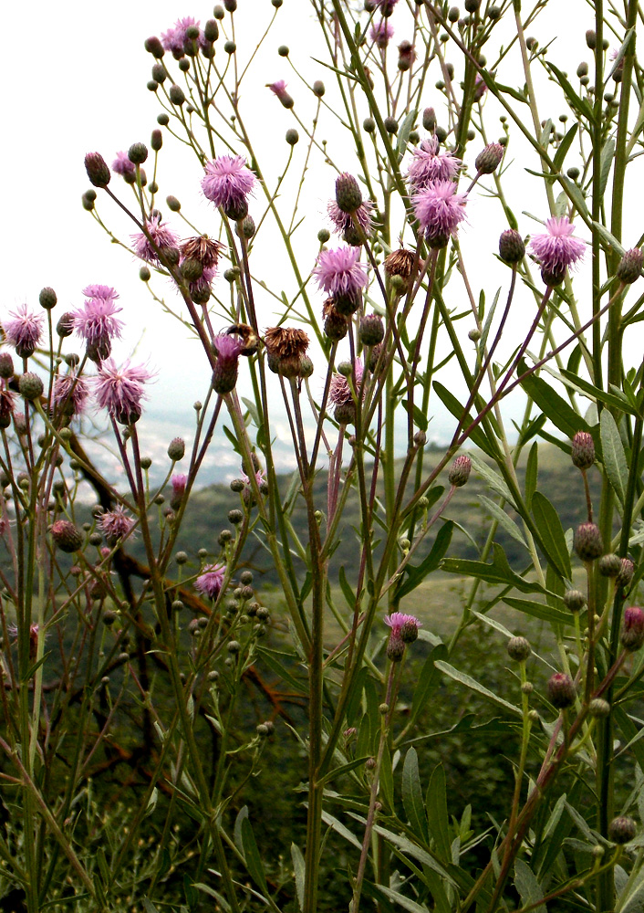 Изображение особи Cirsium incanum.