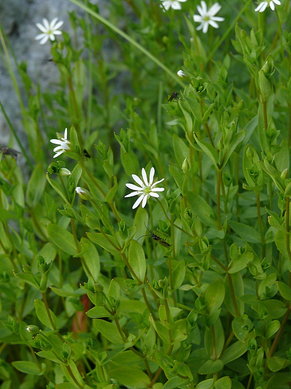 Image of Stellaria crassifolia specimen.