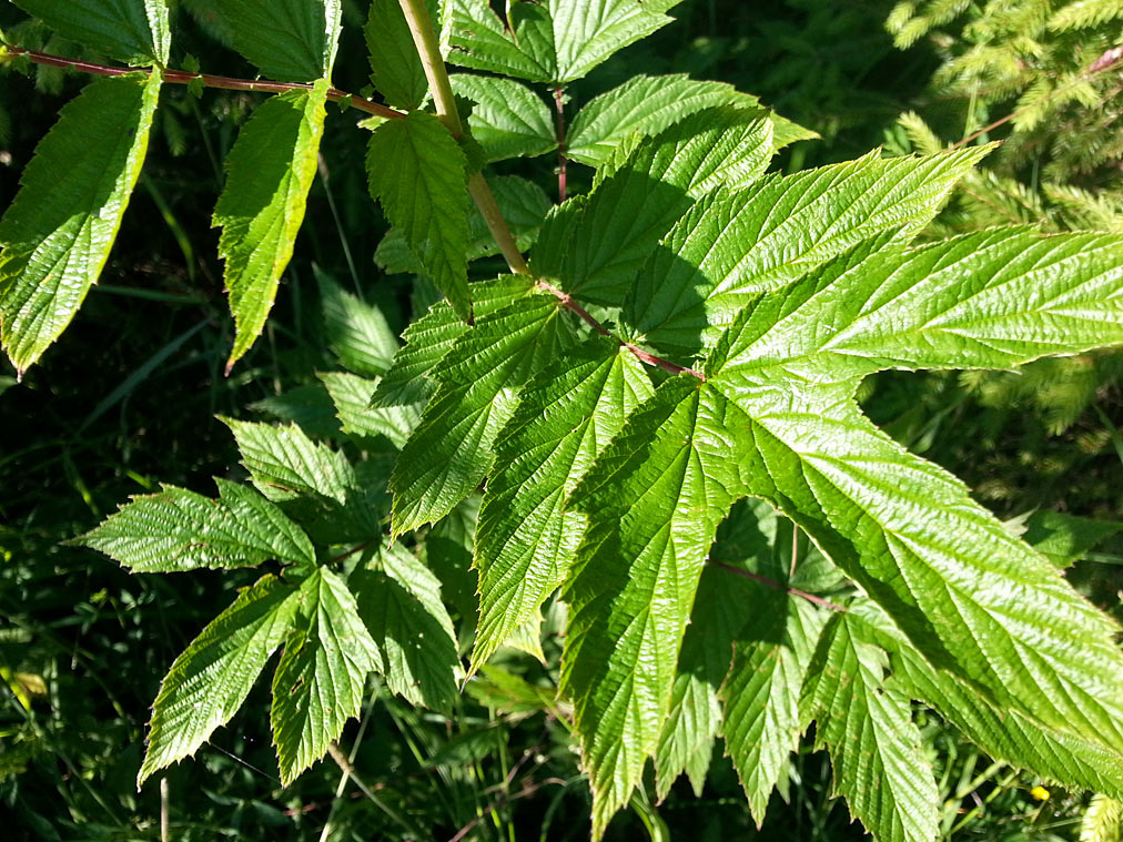 Изображение особи Filipendula ulmaria.