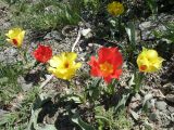 Tulipa greigii