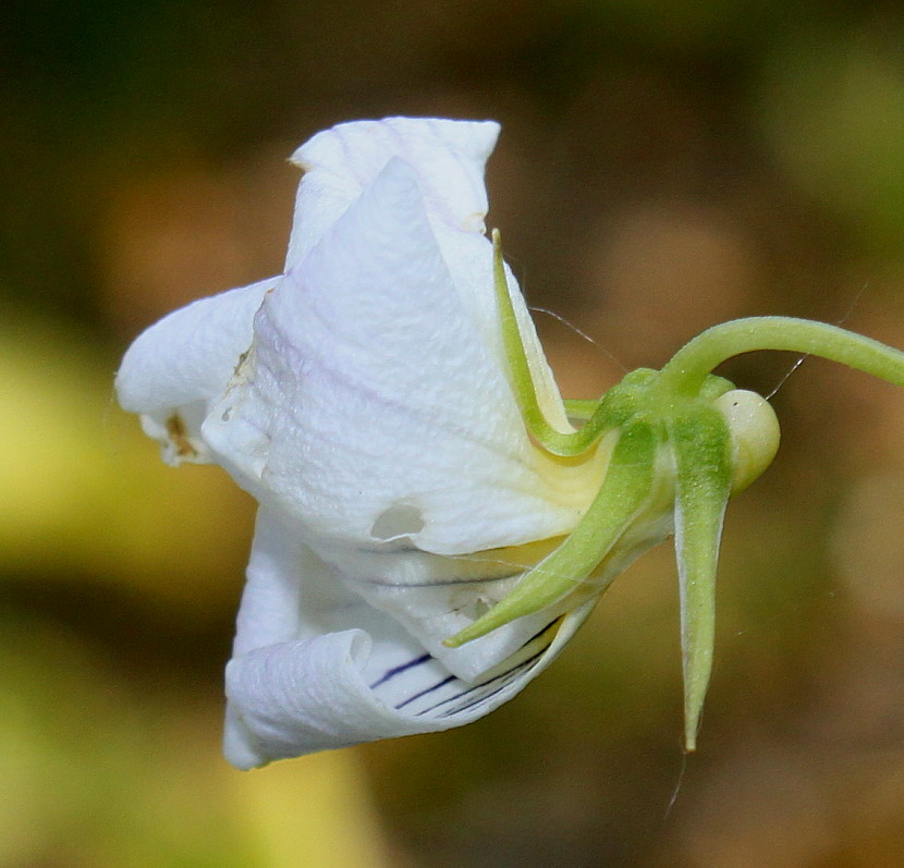 Изображение особи Viola canadensis.