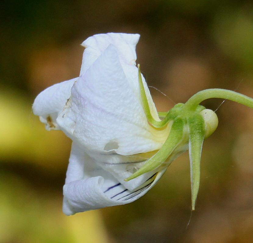 Image of Viola canadensis specimen.