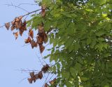 Koelreuteria paniculata