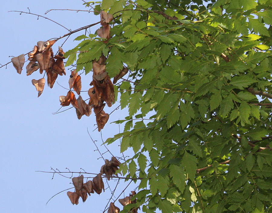 Image of Koelreuteria paniculata specimen.