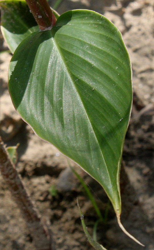 Изображение особи Cautleya gracilis.