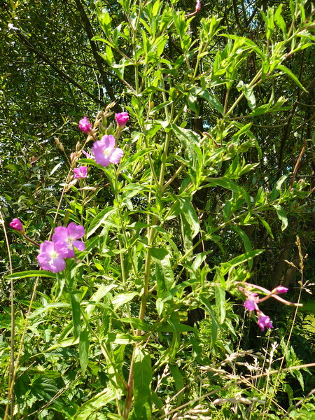 Image of Epilobium hirsutum specimen.