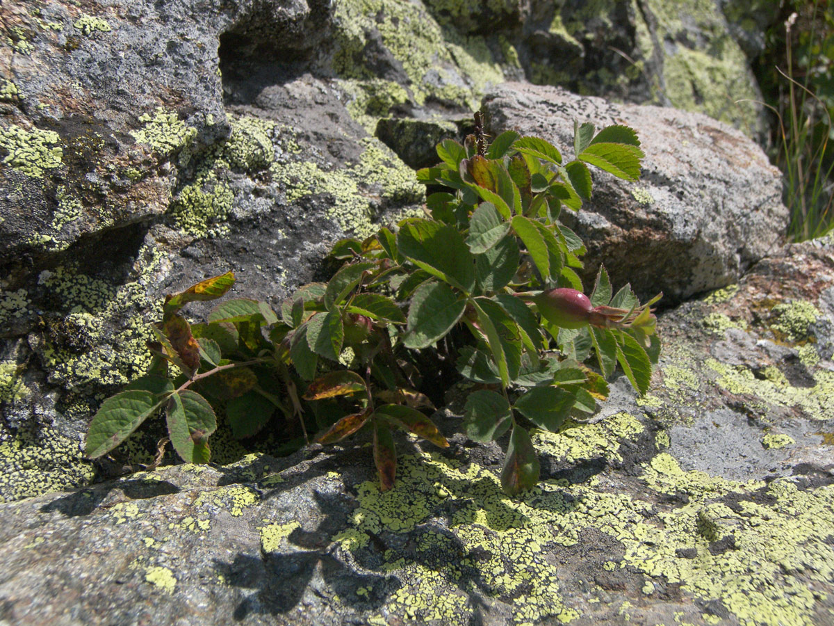 Image of Rosa pubicaulis specimen.