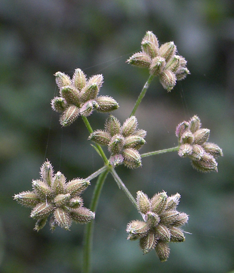 Image of Torilis japonica specimen.