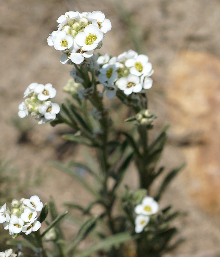 Изображение особи Ptilotrichum tenuifolium.