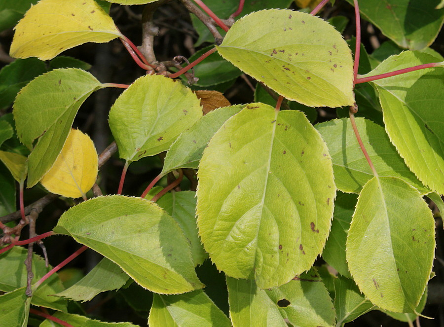 Изображение особи Actinidia arguta.