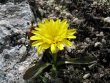 Taraxacum pavlovii