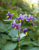 Solanum dulcamara. Соцветия. Украина, г. Запорожье, пос. Солнечный, балка. 22.07.2014.