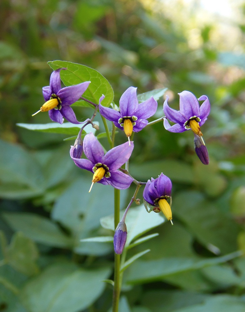 Изображение особи Solanum dulcamara.