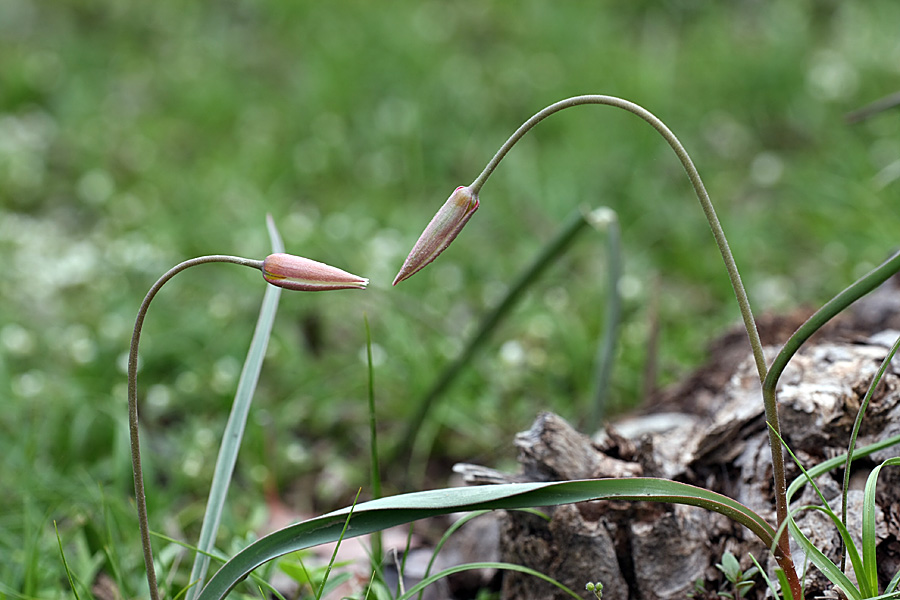 Image of Tulipa buhseana specimen.