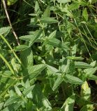 Nepeta nuda