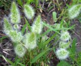 Polypogon monspeliensis. Цветущее растение. Ставропольский край, Будённовский р-н, с. Покойное, пойма р. Кумы. 18.06.2009.