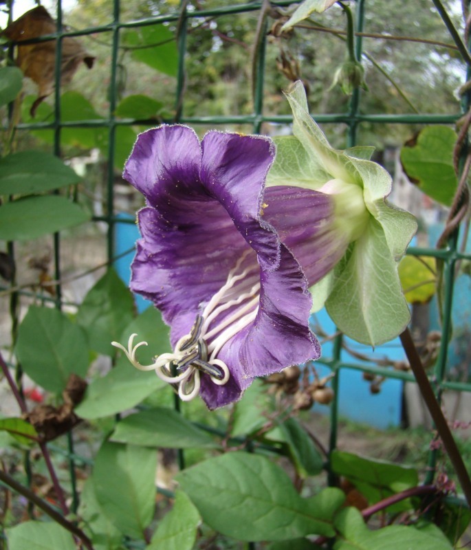 Изображение особи Cobaea scandens.