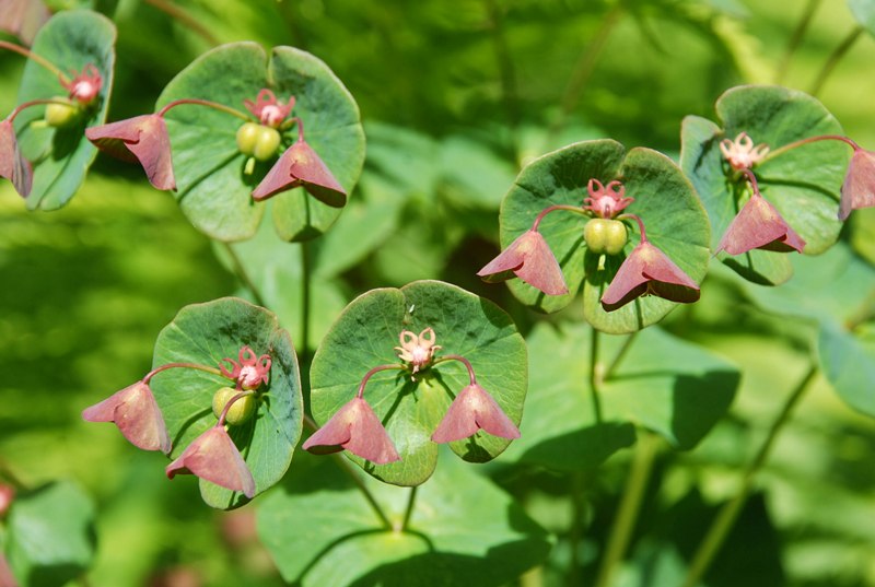 Image of Euphorbia macroceras specimen.