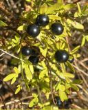 Jasminum fruticans