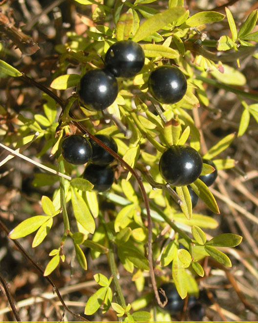 Image of Jasminum fruticans specimen.